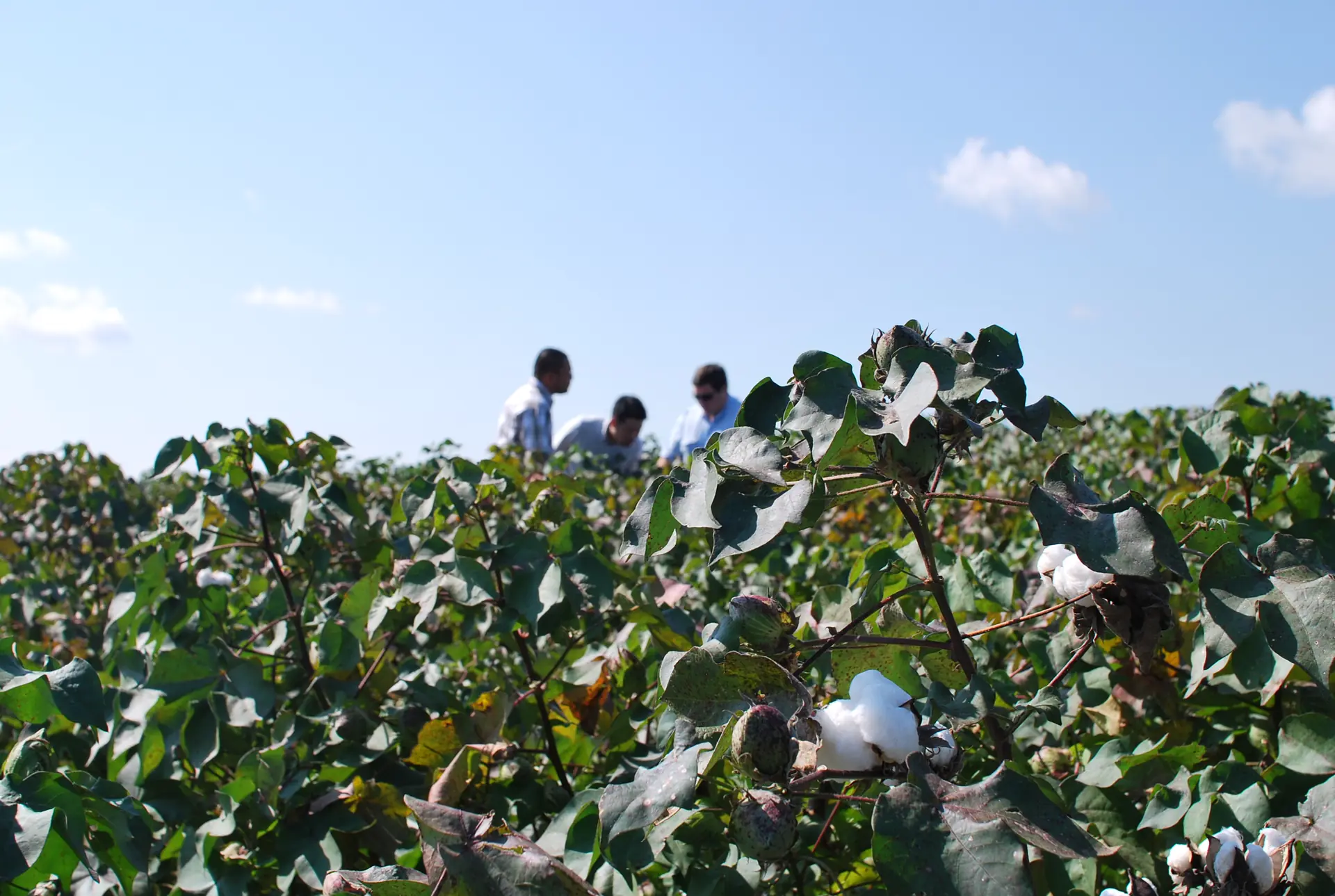 A cotton field under an open sky at harvest.